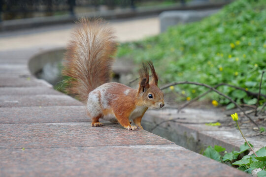Beautiful squirrel in the city park