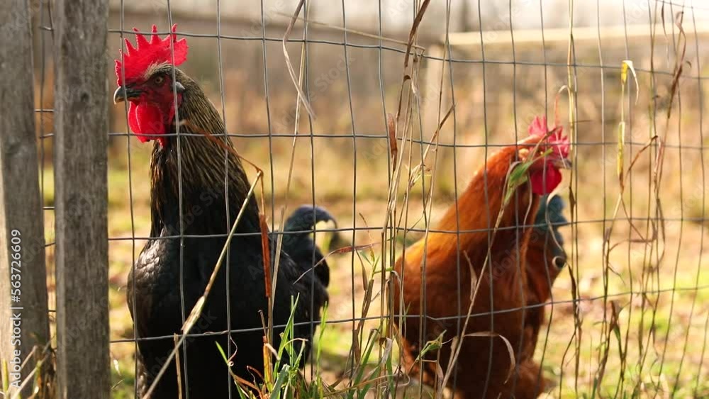 Wall mural Heritage chickens and laying hens on a small farm in Ontario, Canada. Small scale poultry farming in North America.