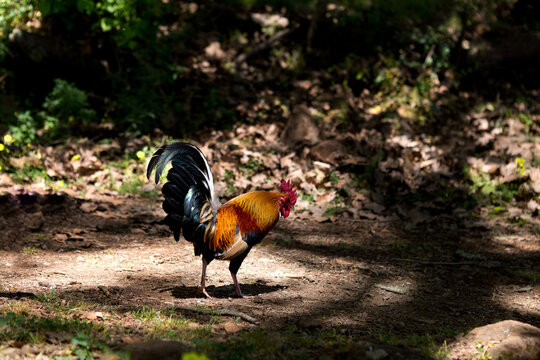 Gallo