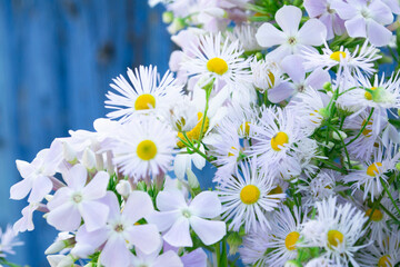 Daisy flowers on old blue wooden background