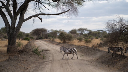 zebra on the road