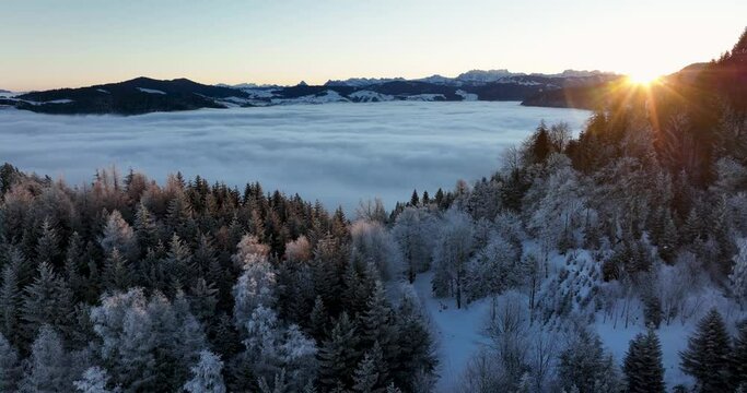 Aerial tracking shot of a sunrise over a snowy Swiss forest