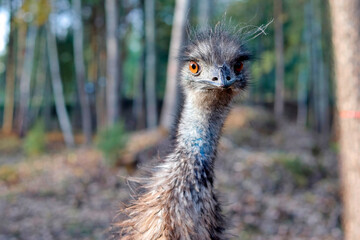 head of a wild emu bird against a landscape with blue sky and trees