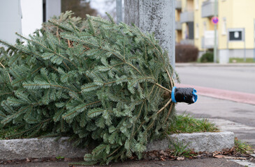 There is a used Christmas tree on the side of the road ready to be picked up. The holidays are over.