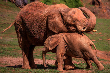 mother elephant caressing her baby