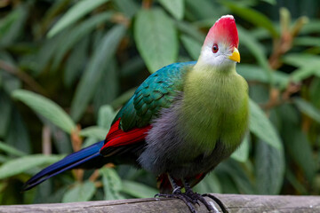 Red crested turaco  - 563732097
