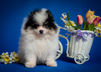 A small fluffy dog sits near a toy bicycle with a basket of flowers