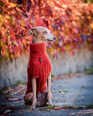 Beautiful dog in an orange knitted sweater poses for a photo in autumn park