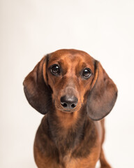 Beautiful dog with cute eyes is posing for a photo. The breed of the dog is the Dachshund