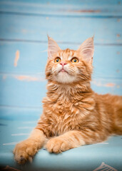 Beautiful red kitten lies on a blue bench. The breed of the cat is the Maine Coon