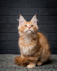 Fototapeta na wymiar Cute ginger fluffy kitten sits near a gray brick wall