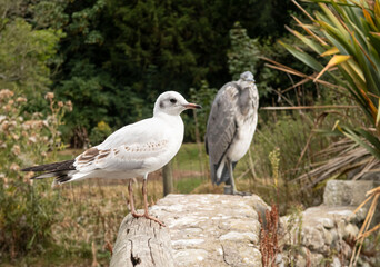 seagull waiting for warmth and summer