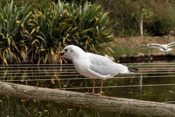seagull waiting for warmth and summer