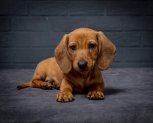 Cute little puppy lies near the gray brick wall. The breed of the dog is the Pygmy Dachshund