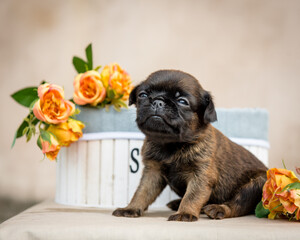 ute little puppy sits near a beautiful box with roses