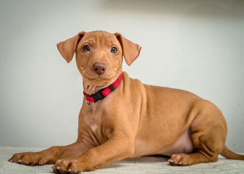 Cute red puppy in a collar poses for a photo. The breed of the dog is the Cirneco dell’Etna.