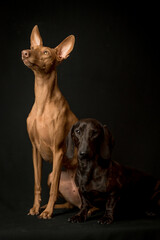  Two beautiful dogs of different breeds pose for a photo. Dog breeds Dachshund and Cirneco dell’Etna
