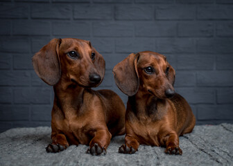 Two cute dogs lie near a gray brick wall. The breed of the dog is the Dachshund