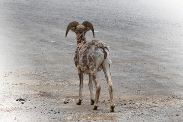 big horn sheep facing away from camera