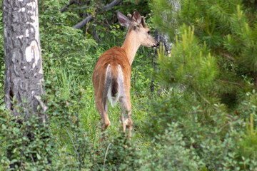 male deer from behind