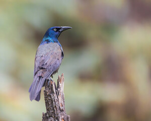 A Common Grackle stares intently from his perch.