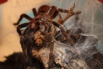 tarantula has made prey and eating it now on a spiderweb