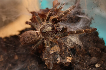tarantula has made prey and eating it now on a spiderweb