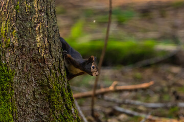 Eichhörnchen ist an einem Baum in einem lichtstarken Wald im Sommer