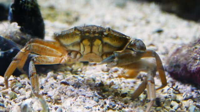 An invasive blue crab (Callinectes sapidus) in the shallow sea