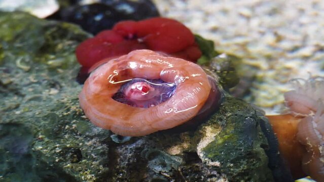 Beadlet anemone (Actinia equina) with closed tentacles in the tidal zone