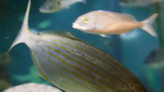 Salema porgy (Sarpa salpa) and common two-banded sea bream (Diplodus vulgaris) between other Mediterranean fish