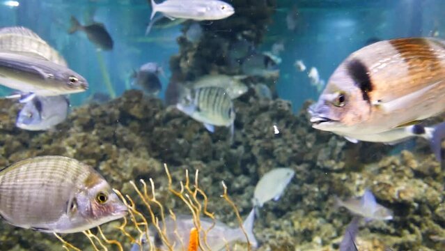 Various species of Adriatic fish, including common two-banded sea bream (Diplodus vulgaris), sargo (Diplodus sargus) and Mediterranean horse mackerel (Trachurus mediterraneus)