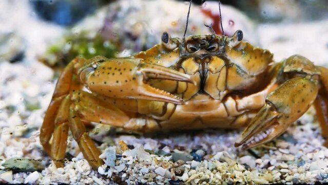 An invasive blue crab (Callinectes sapidus) in the shallow sea