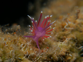 Tiny purple-red nudibranch from Cyprus - Flabellina sp.