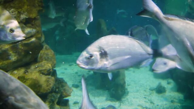 Adriatic open sea fish, mostly a shoal of gilt-head bream (Sparus aurata) and European bass (Dicentrarchus labrax)