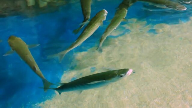 Golden grey mullet (Chelon aurata) swimming in a pool in captivity