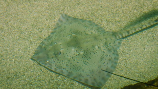 Thornback ray (Raja clavata) in captivity, swimming up to the surface