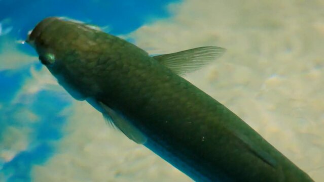 Golden grey mullet (Chelon aurata) swimming in a pool in captivity, close-up
