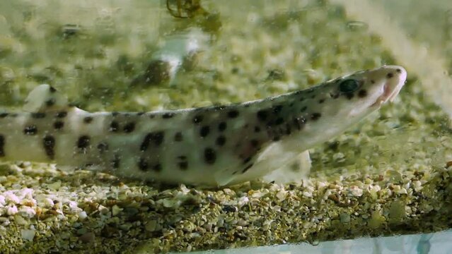 A newly hatched small-spotted catshark (Scyliorhinus canicula) resting in an aquarium