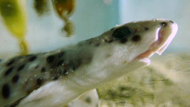 A newly hatched small-spotted catshark (Scyliorhinus canicula) resting, close-up