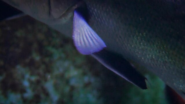 Brown meagre (Sciaena umbra) swimming in the dark, close-up