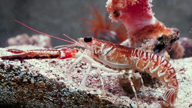 Norway lobster (Nephrops norvegicus) on sand