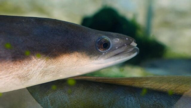 European eel (Anguilla anguilla), close-up