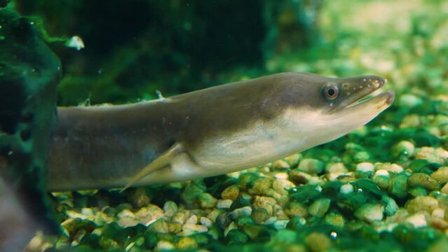 European eels (Anguilla anguilla)