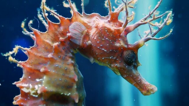 A beautiful red long-snouted seahorse (Hippocampus guttulatus), close-up