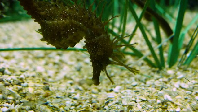 Long-snouted seahorse (Hippocampus guttulatus) with its food, opossum shrimps (Mysida)