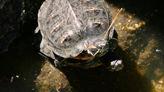 Red-eared sliders (Trachemys scripta elegans) basking on top of each other