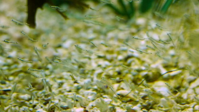 Long-snouted seahorse (Hippocampus guttulatus) with its food, opossum shrimps (Mysida)