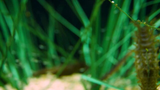 Long-snouted seahorse (Hippocampus guttulatus) with its food, opossum shrimps (Mysida)