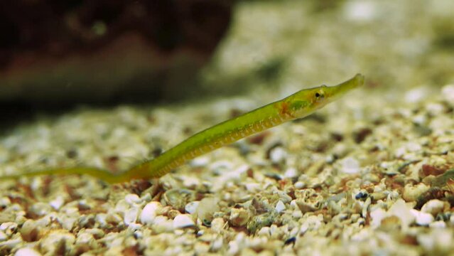 Broadnosed pipefish (Syngnathus typhle) on the sea floor